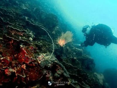 沙美散海域潜水员靠近珊瑚礁与软珊瑚扇拍摄